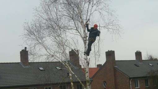 bomen rooien